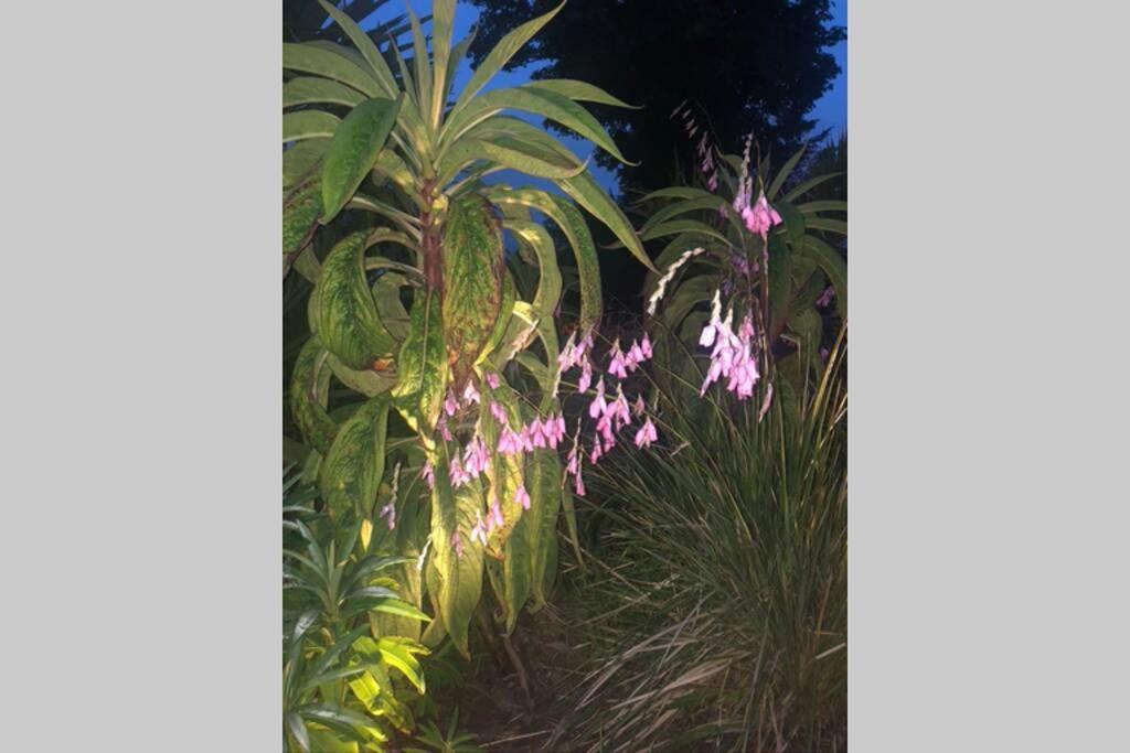 The Pink Cottage Upstairs Suite & Garden Summer Room Whitehead المظهر الخارجي الصورة